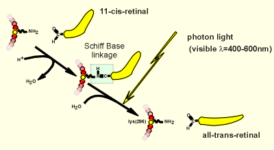 retinal.gif (10766 bytes)