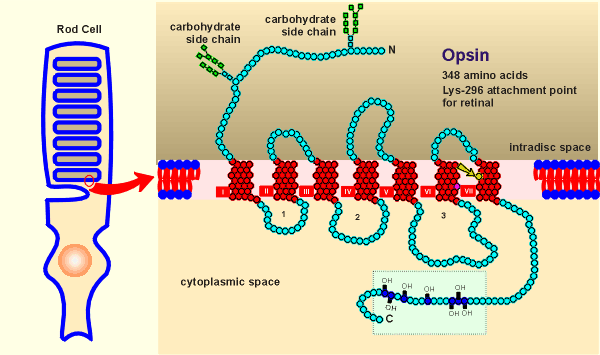 rhodopsin.gif (42909 bytes)