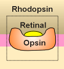 rhodopsin2.gif (6683 bytes)