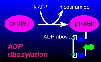 ribosylation.gif (13963 bytes)