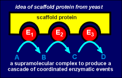 scaffold.gif (8113 bytes)