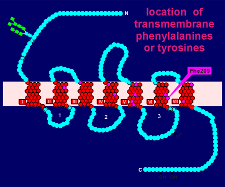 transmemphe.gif (25892 bytes)