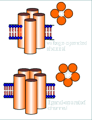 2chans.gif (24915 bytes)