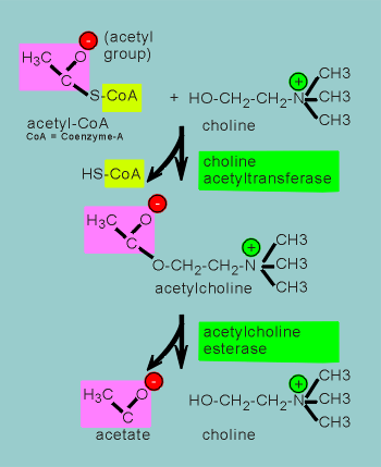 ACHbiosyn.gif (14583 bytes)