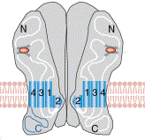 GluR.gif (8898 bytes)