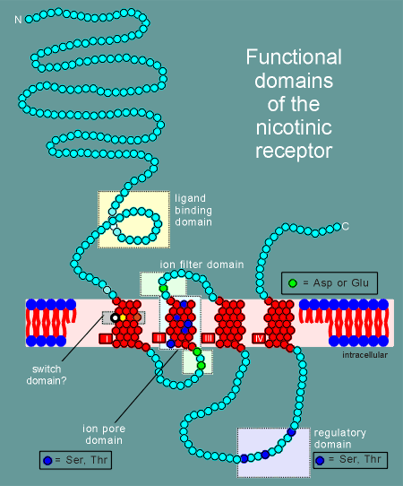 NICRECEP.gif (43529 bytes)