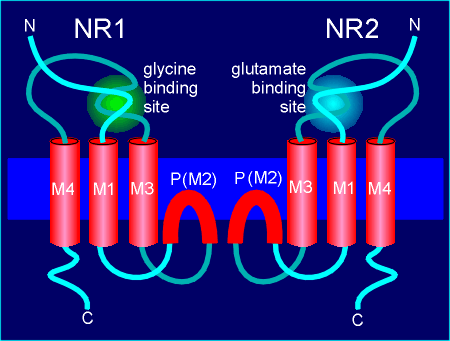 NMDA new model.gif (26992 bytes)