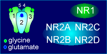 NMDA receptor2.gif (15811 bytes)