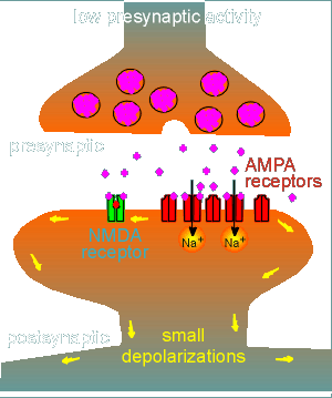 NMDA1.gif (19341 bytes)