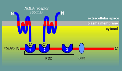 PSD95.gif (14125 bytes)