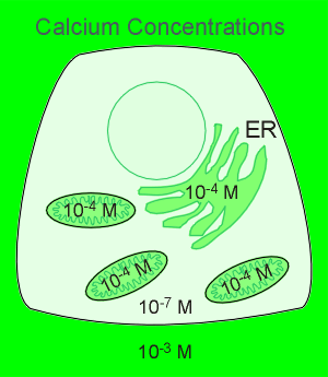 calcium.gif (20074 bytes)