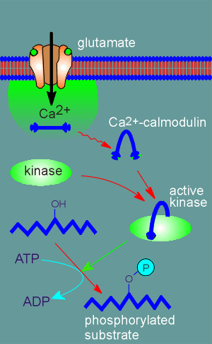 calmod.gif (22375 bytes)