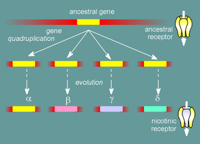 evolution.gif (13706 bytes)