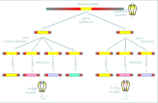 evolution2.gif (20132 bytes)