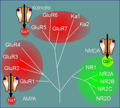 glutamate families.gif (41497 bytes)