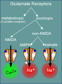 glutamaters.gif (19066 bytes)