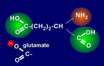 glutamic acid.GIF (16043 bytes)