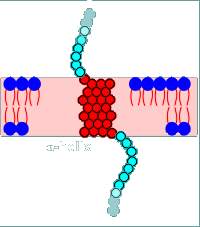 helix.gif (8337 bytes)