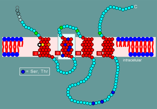 ionpore.gif (29224 bytes)