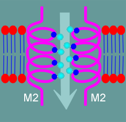 ionpore2.gif (15213 bytes)