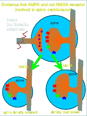 lesion2.gif (27937 bytes)