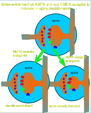 lesion3.gif (26906 bytes)