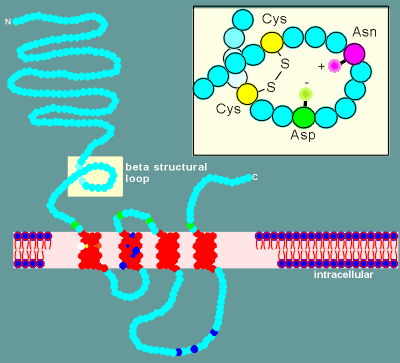 loop.gif (23183 bytes)