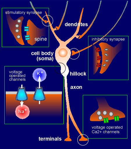 neuron.gif (37455 bytes)