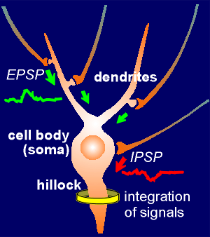 neuron2.gif (15341 bytes)