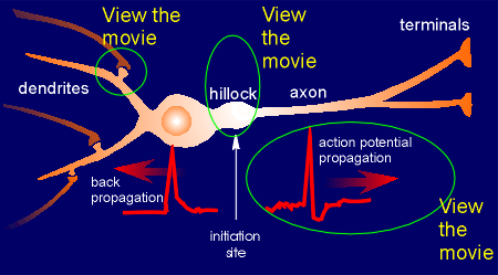 neuron6.gif (12943 bytes)