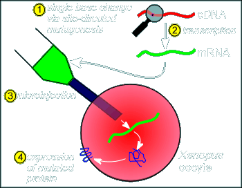 oocyte.gif (20239 bytes)