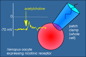 oocyte2.gif (13171 bytes)