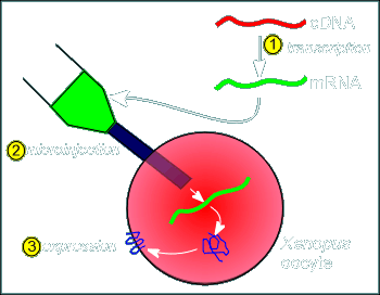 oocyte.gif (19780 bytes)