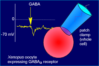 oocyte4.gif (15823 bytes)