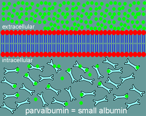 parvalbumin.gif (29259 bytes)