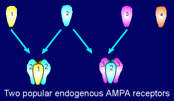 popular receptors.gif (9501 bytes)