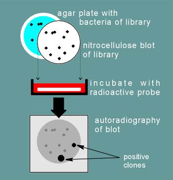 probe2.gif (12814 bytes)