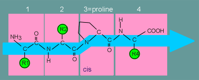 proline1.gif (7636 bytes)