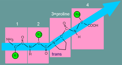 proline2.gif (9112 bytes)