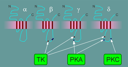 regulatory2.gif (16962 bytes)