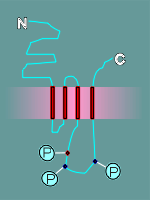 regulatory3.gif (5531 bytes)