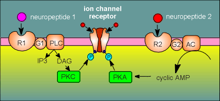 regulatory4.gif (18835 bytes)