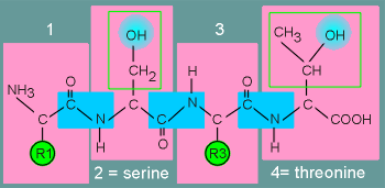 serthrepep.gif (10513 bytes)