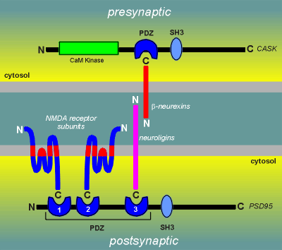 synapse.gif (21204 bytes)