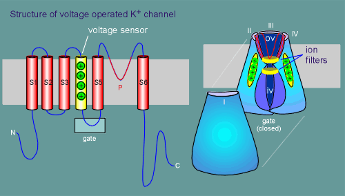 voltchan4.gif (25083 bytes)