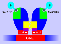 CRB domains2.gif (7016 bytes)