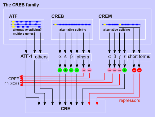 CREB family.gif (23446 bytes)