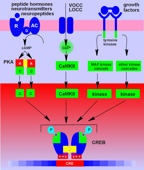 CREBpathways.gif (36909 bytes)