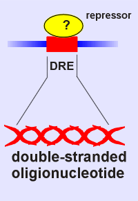 DREprobe.gif (7515 bytes)