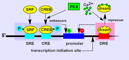 dream repressor.gif (15405 bytes)